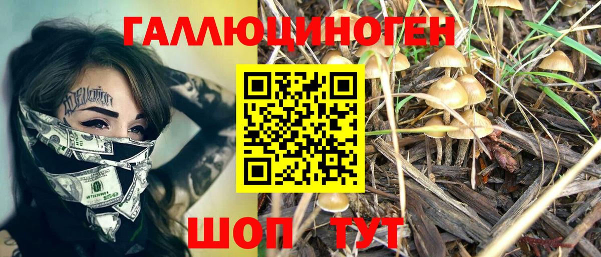 Галлюциногенные грибы Psilocybe Киселёвск